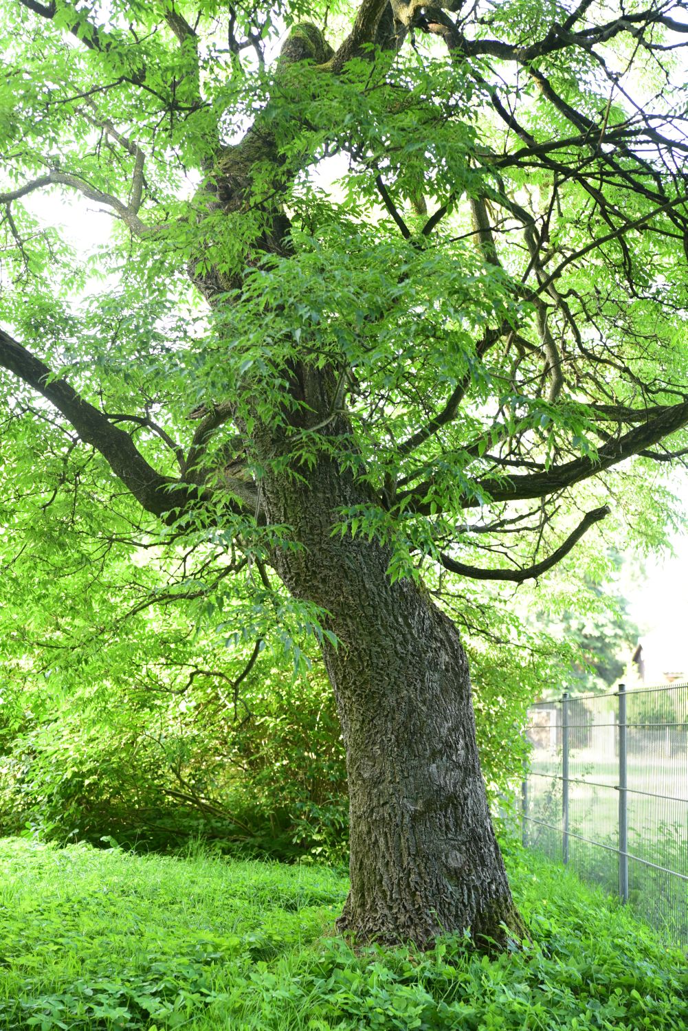 Phellodendron amurense - Kloster Neuendorf - 2015