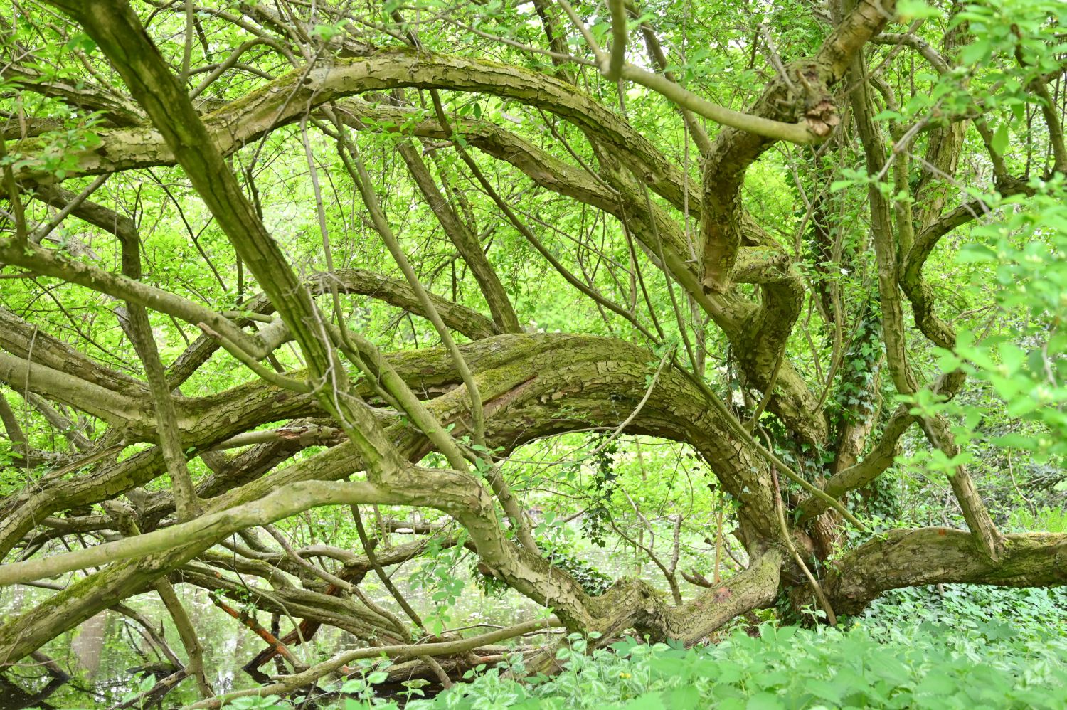 × Crataemespilus grandiflora - Berlin, Tiergarten, Luiseninsel - 2020
