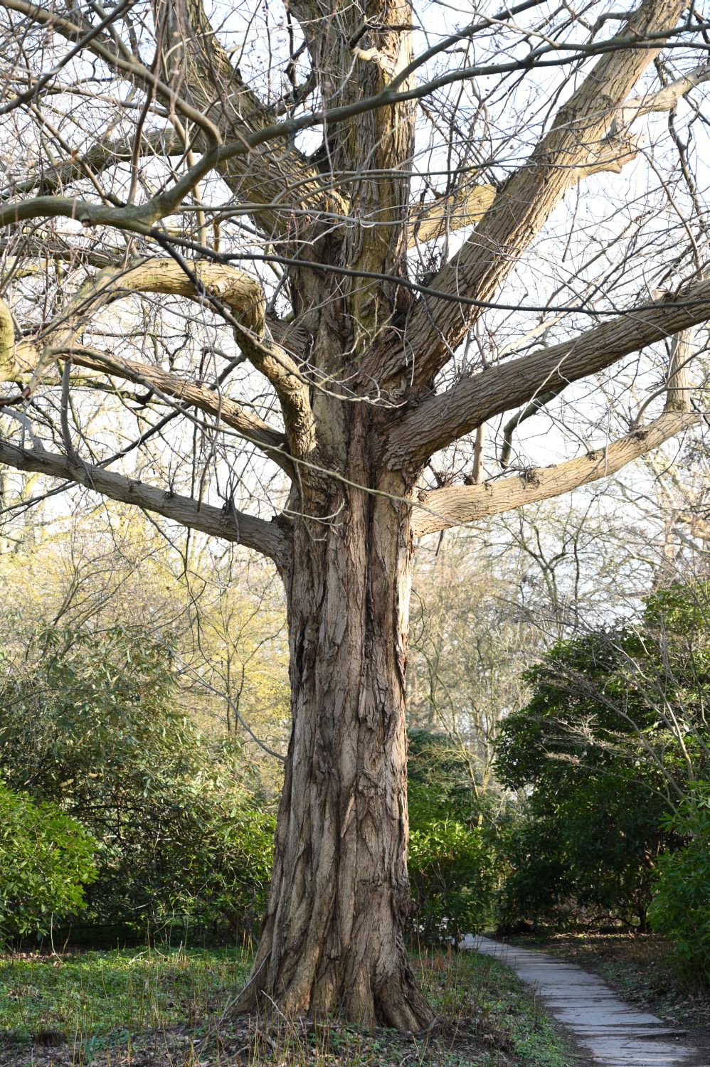Pterocarya fraxinifolia - Berlin, Tiergarten, Tiergartengewässer - 2020