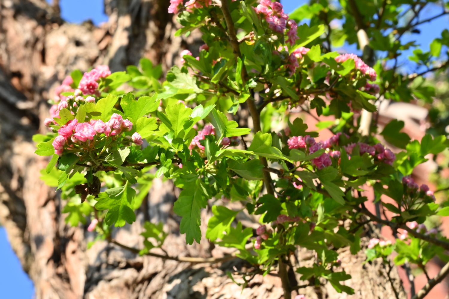 Crataegus × media 'Masekii' - Berlin, Auferstehungskirche - 2020