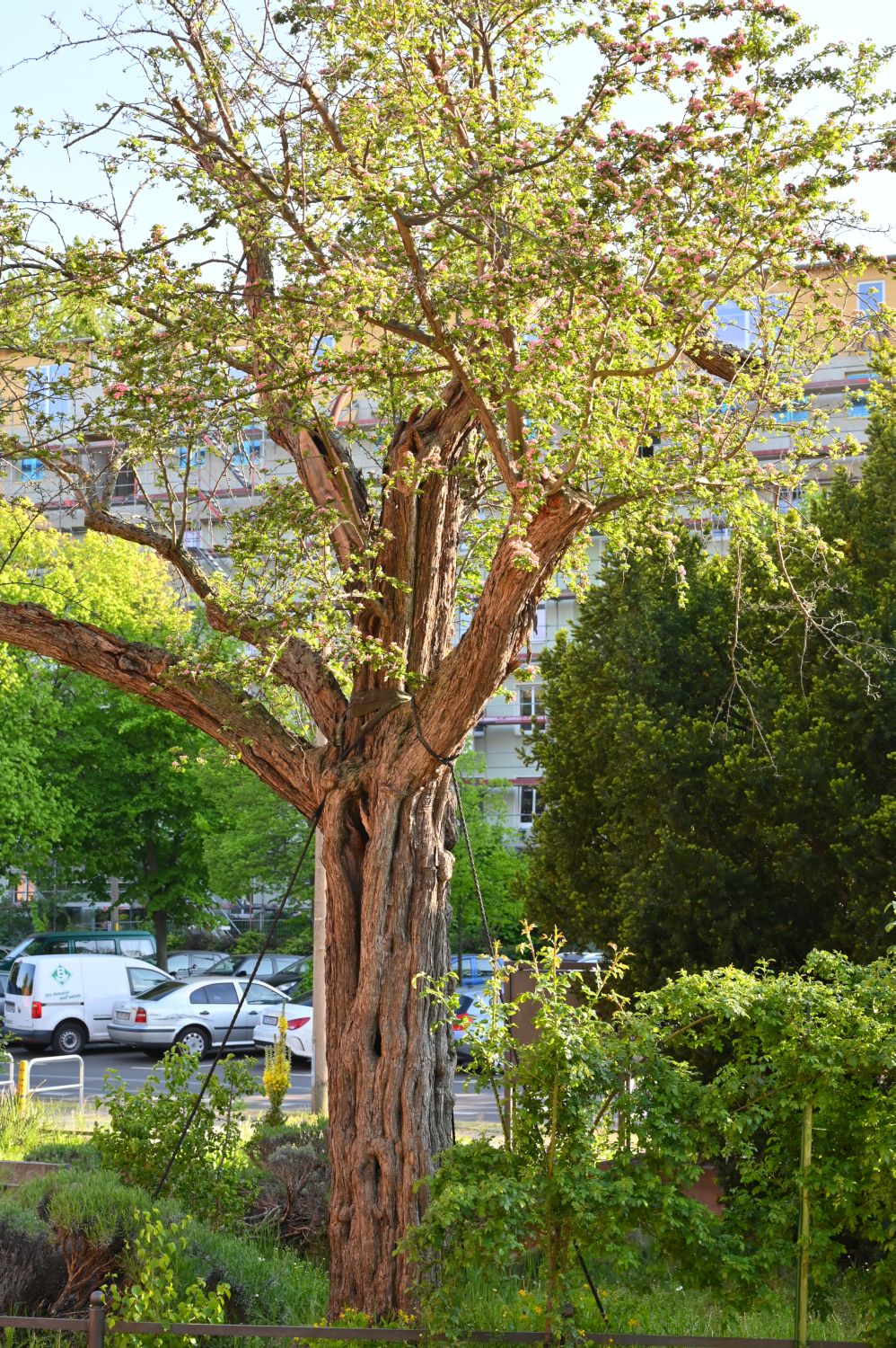 Crataegus × media 'Masekii' - Berlin, Auferstehungskirche - 2020