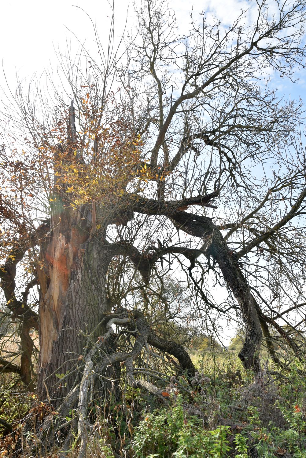 Rot-Esche - Dessauer Elbauen - 2019