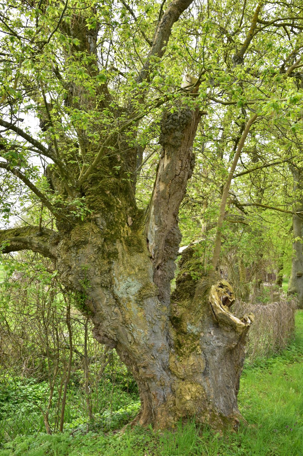 Eschen-Ahorn - Vogelsang, Gutspark - 2016