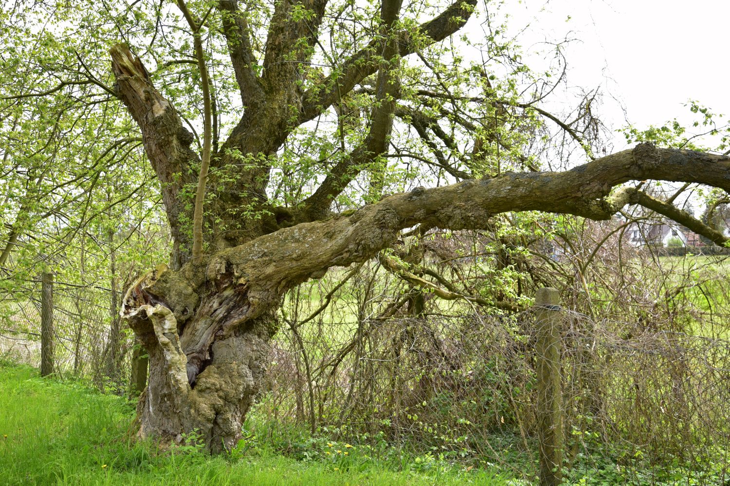 Eschen-Ahorn - Vogelsang, Gutspark - 2016