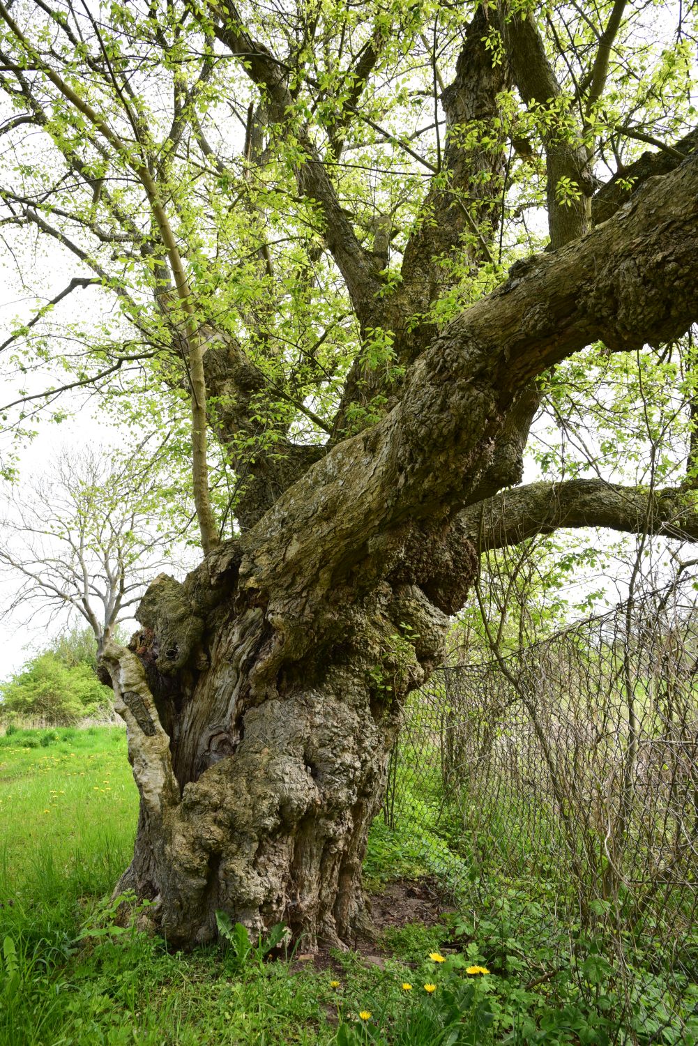 Eschen-Ahorn - Vogelsang, Gutspark - 2016