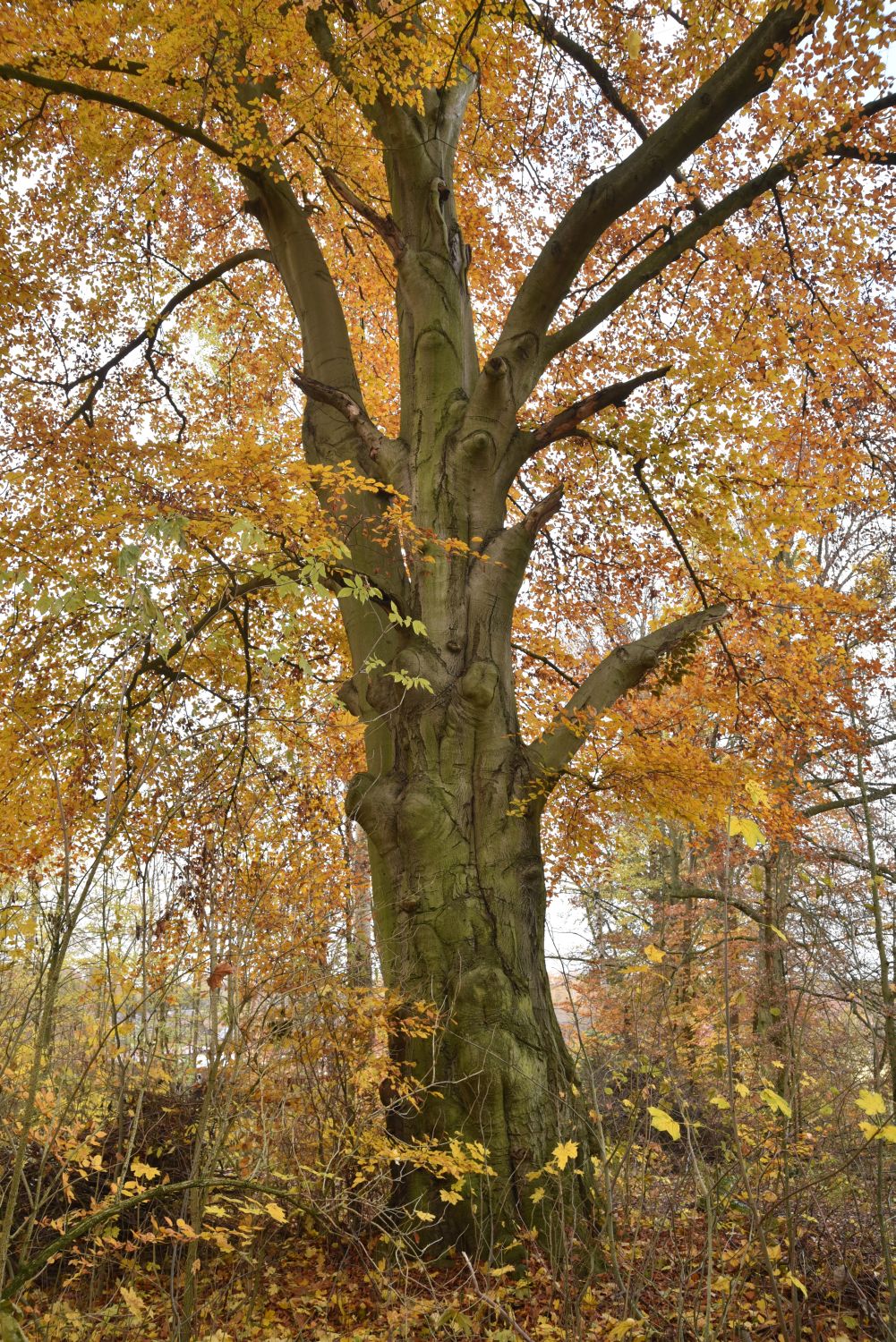 Blut-Buche - Cabel, Gutspark - 2019