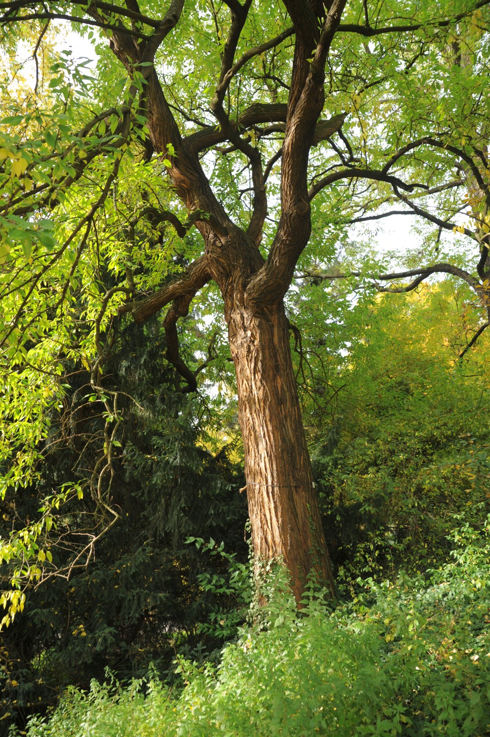 Maclura pomifera- Botanischer Garten Jena - 2012
