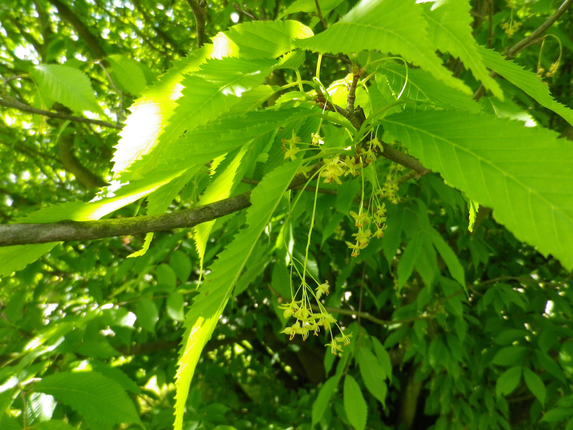 Acer carpinifolium - Dresden - Dezember 2022