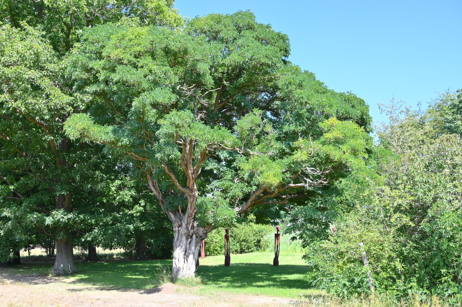 Robinia pseudoacacia 'Umbraculifera' - Kugel-Robinie - Koschendorf - 2020