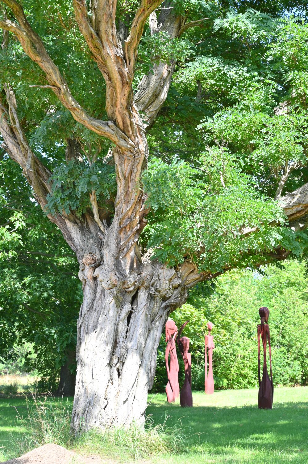 Robinia pseudoacacia 'Umbraculifera' - Kugel-Robinie - Koschendorf - 2020