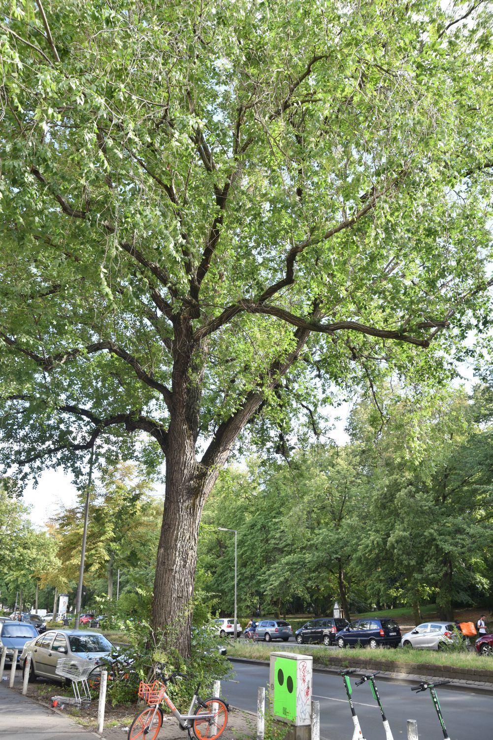 Sibirische Ulme - Berlin-Wedding - 2020