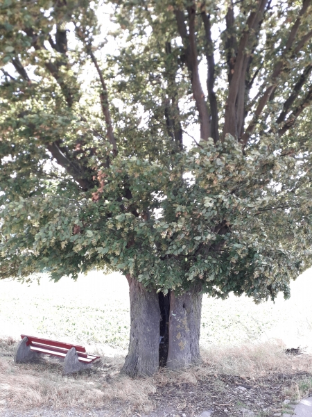 Carpinus betulus - Rhüden - 2019