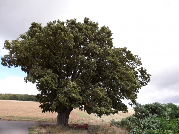 Carpinus betulus - Rhüden - 2019