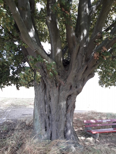 Carpinus betulus - Rhüden - 2019