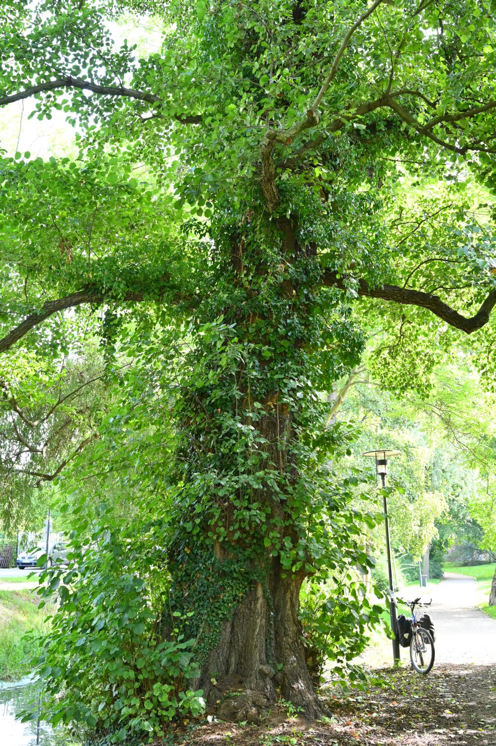 Alnus glutinosa - Luckau - 2020
