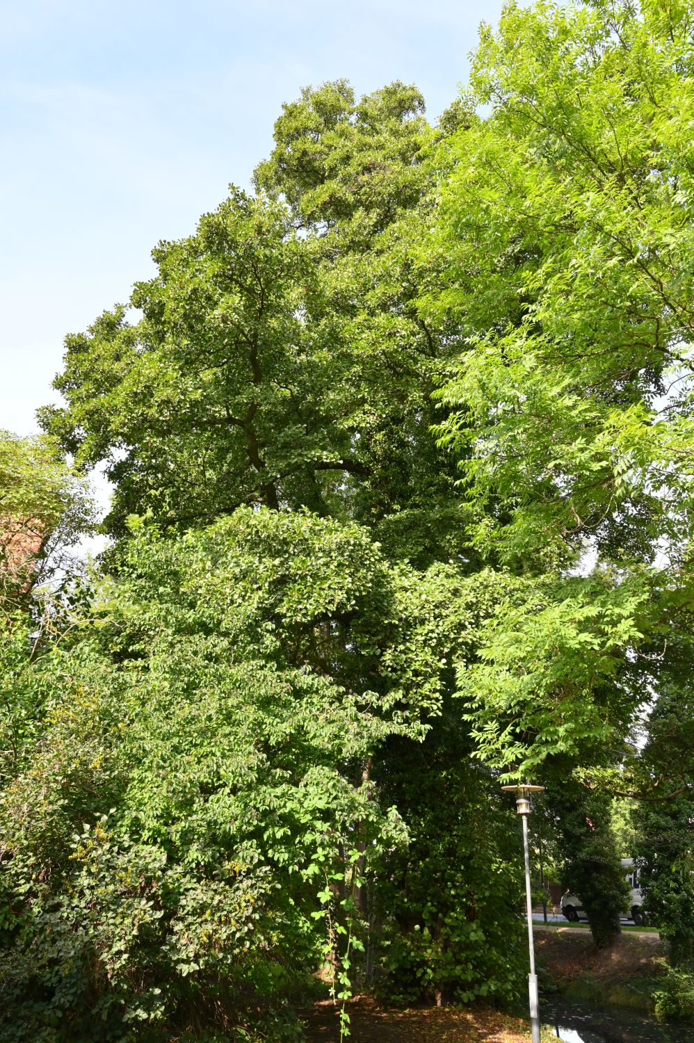 Alnus glutinosa - Luckau - 2020