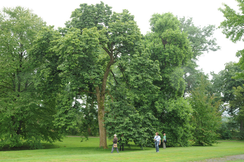 Magnolia acuminata var. subcordata - Stuttgart Hohenheim - 2014