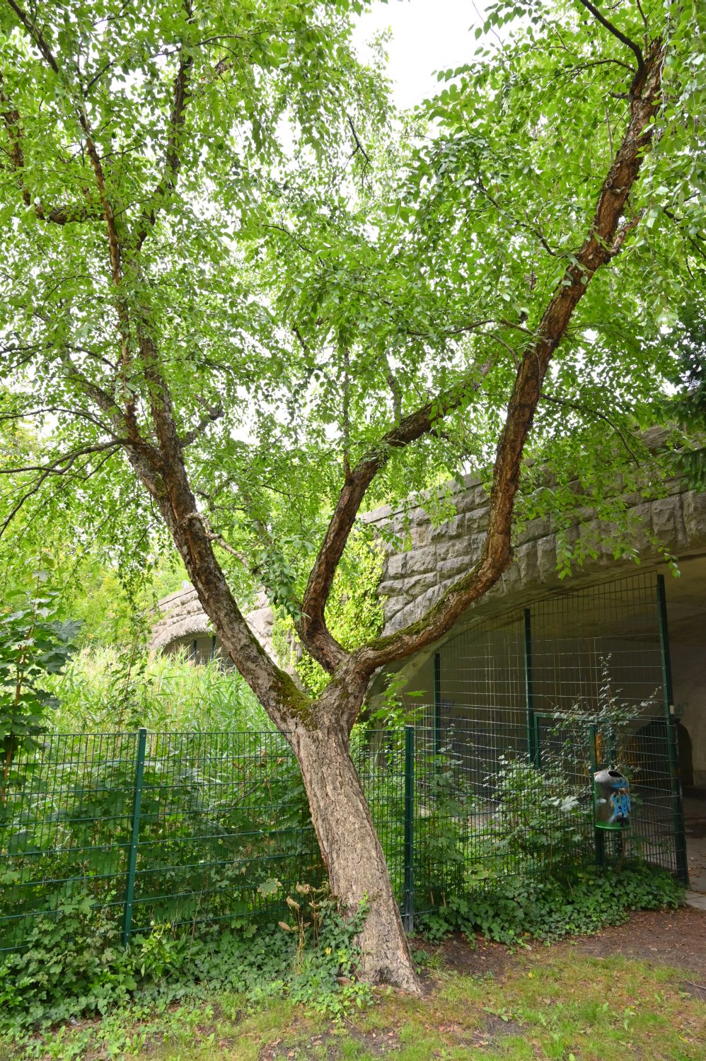 Betula nigra, Schwarz-Birke - Berlin-Tempelhof - 2020