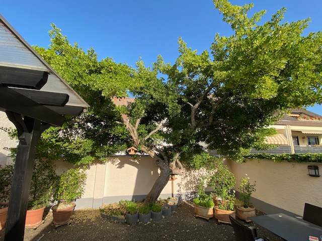 Euonymus japonicus - Schierstein - 2020