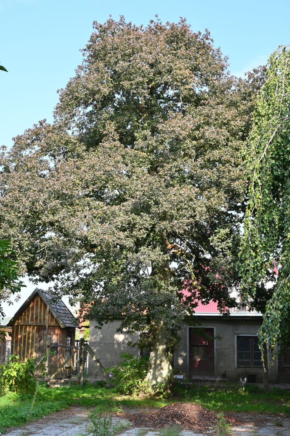 Quercus robur Purple-Leaf Group - Laeven - 2020
