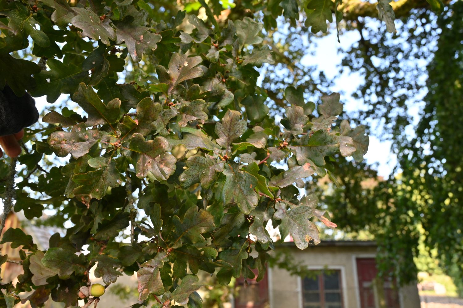 Quercus robur Purple-Leaf Group - Laeven - 2020