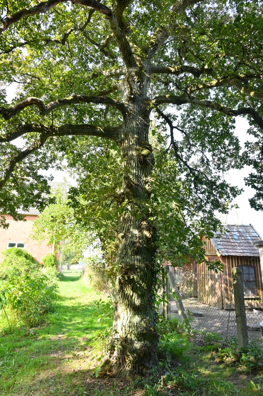 Quercus robur Purple-Leaf Group - Laeven - 2020
