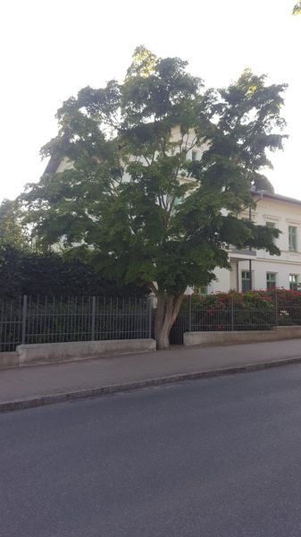 Acer palmatum - Putbus - 2020