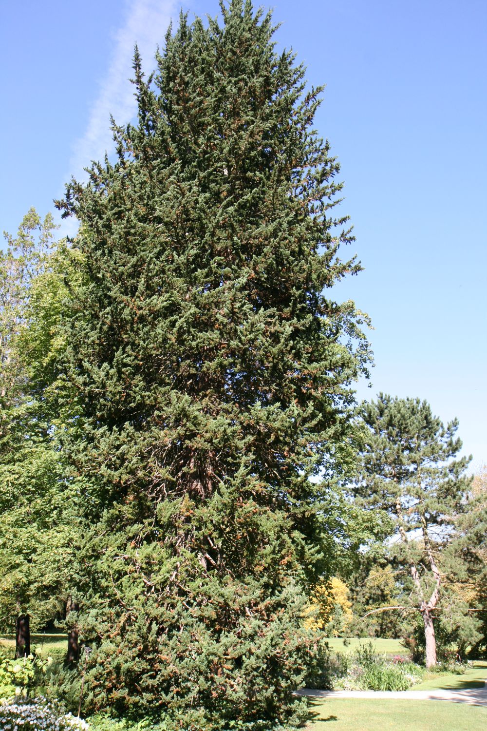 Chamaecyparis lawsoniana 'Wisselii' - Insel Siebenbergen im Staatspark Karlsaue - September 2020