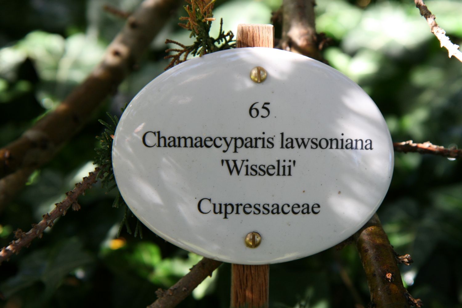 Chamaecyparis lawsoniana 'Wisselii' - Insel Siebenbergen im Staatspark Karlsaue - September 2020