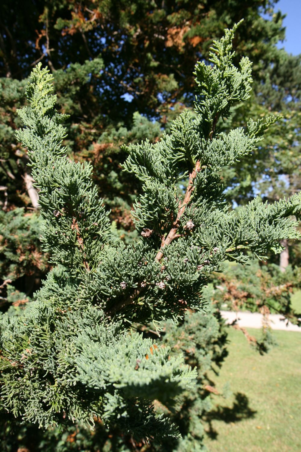 Chamaecyparis lawsoniana 'Wisselii' - Insel Siebenbergen im Staatspark Karlsaue - September 2020