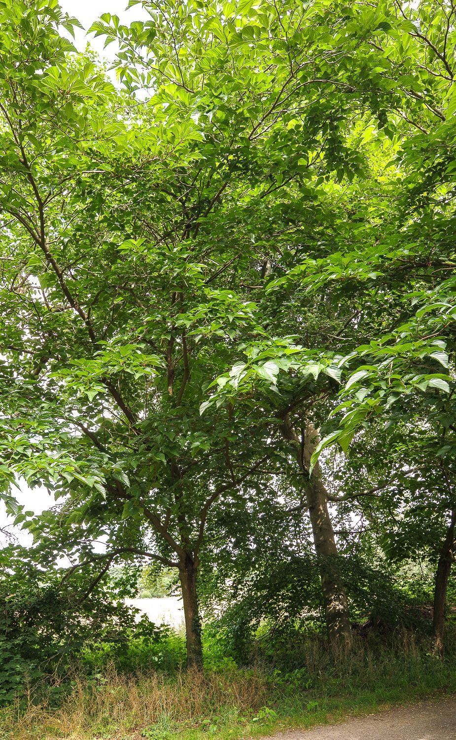 Morus indica - Potsdam, Sanssouci - 2020