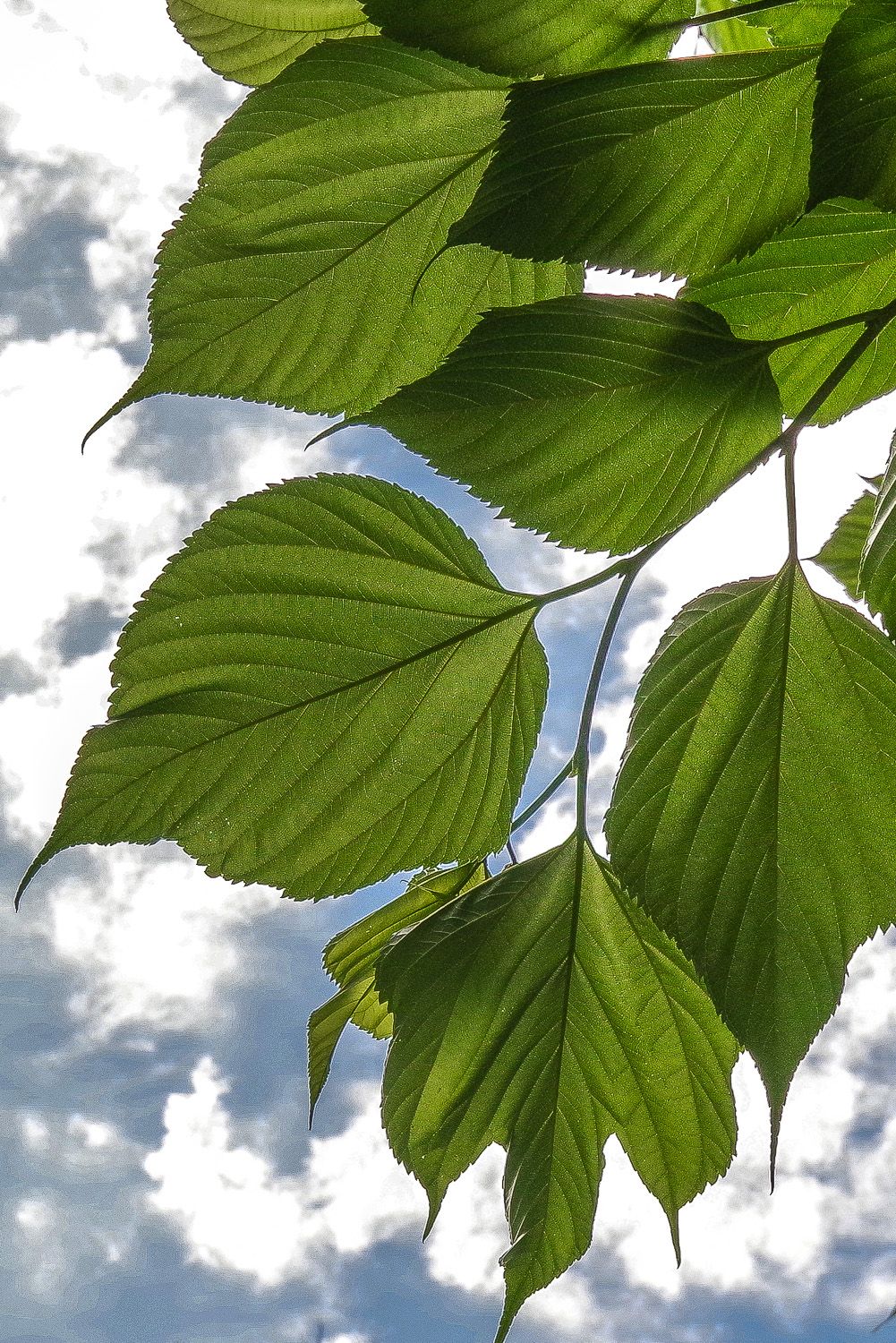 Morus indica - Potsdam, Sanssouci - 2020
