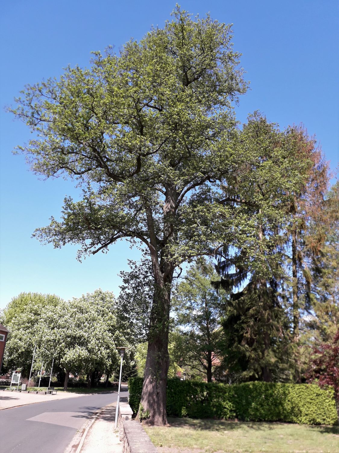 Alnus glutinosa - Knesebeck - 2020
