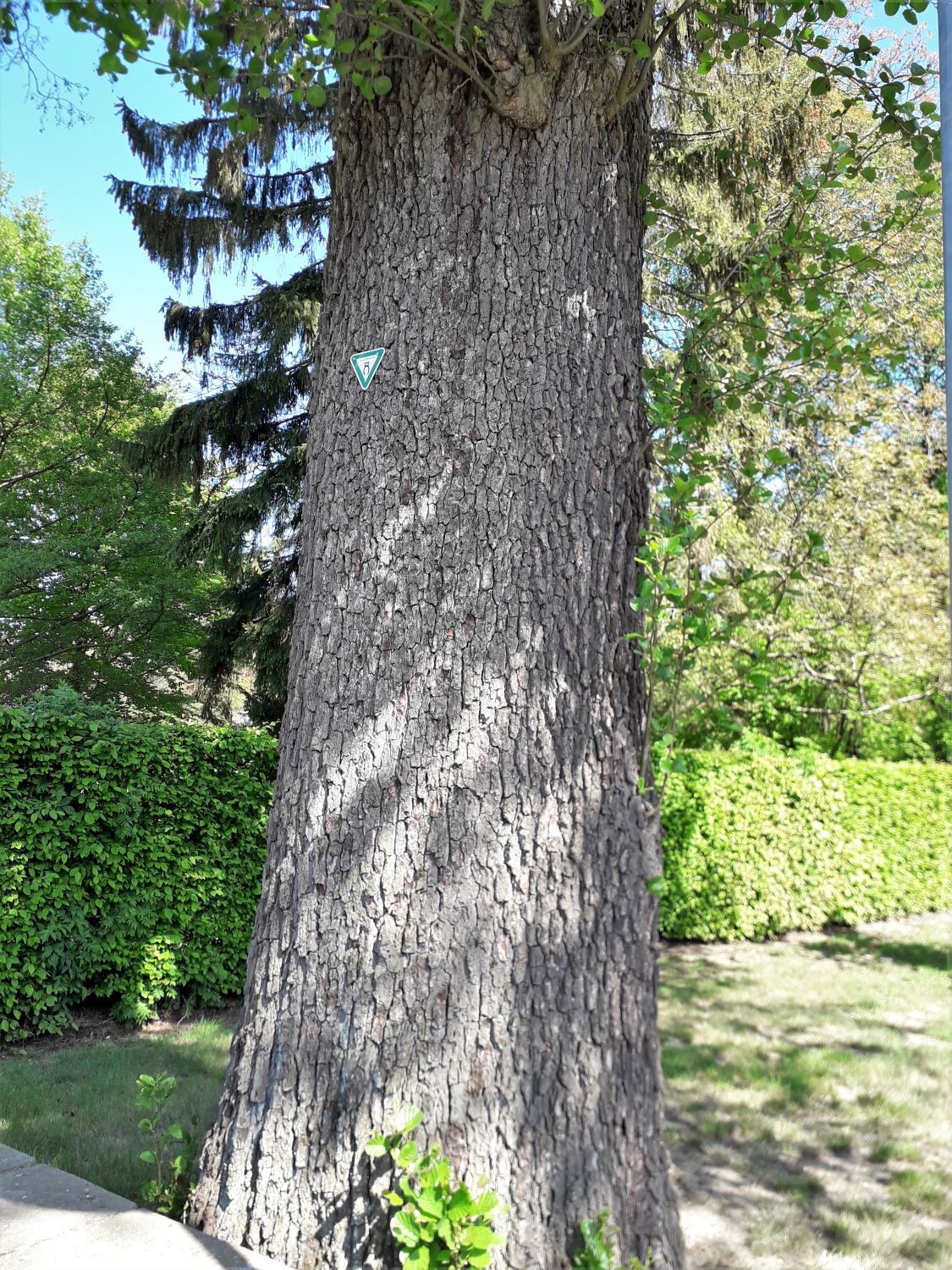 Alnus glutinosa - Knesebeck - 2020