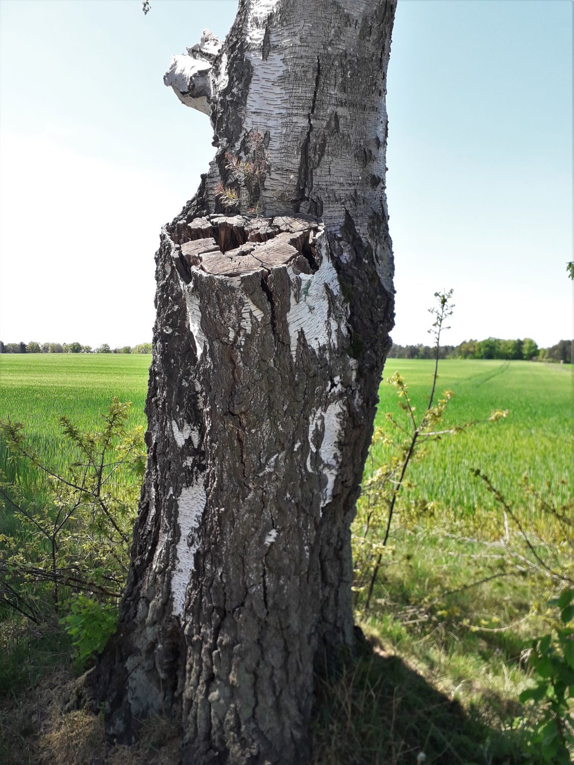 Betula pendula - Schweimke - 2020