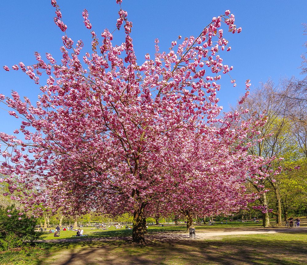 Prunus serrulata 'Kanzan' - Berlin - 2020
