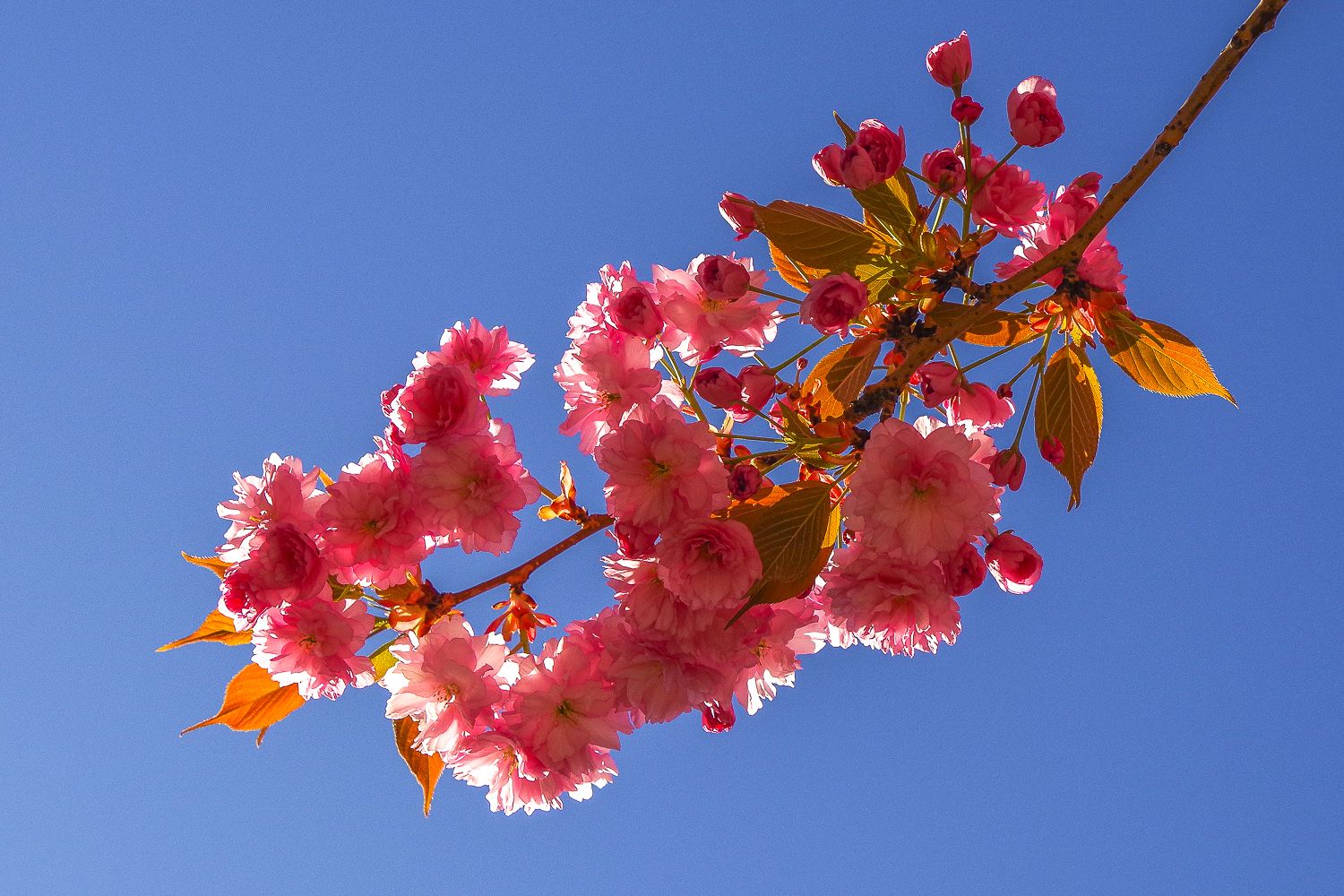 Prunus serrulata 'Kanzan' - Berlin - 2020