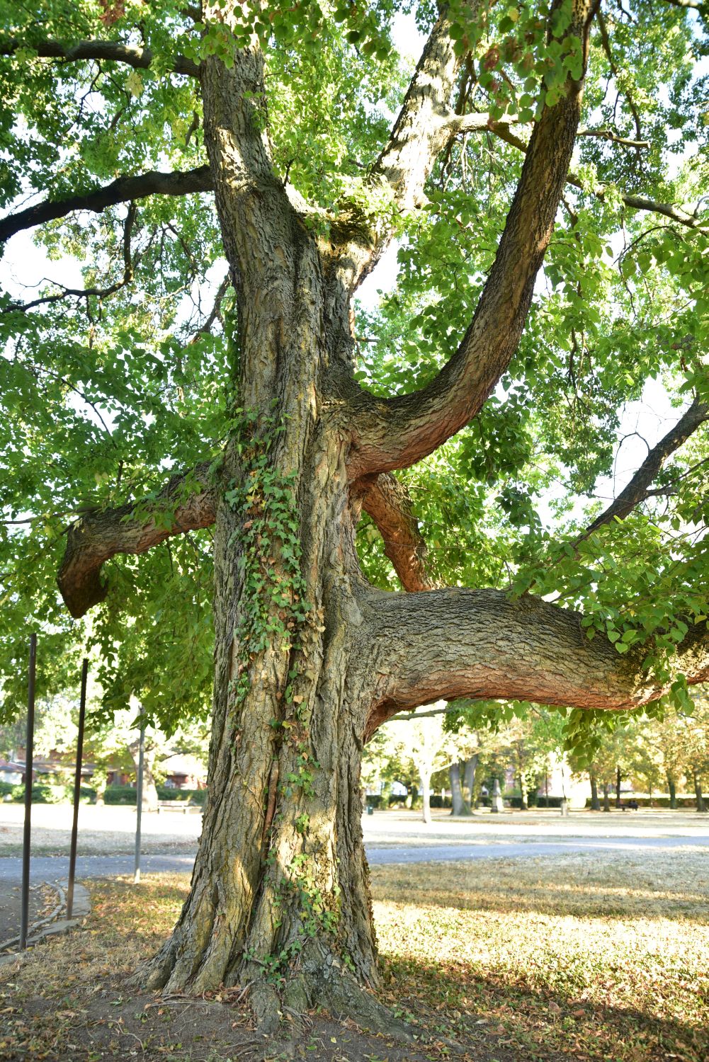 Celtis occidentalis - Dessau - 2017