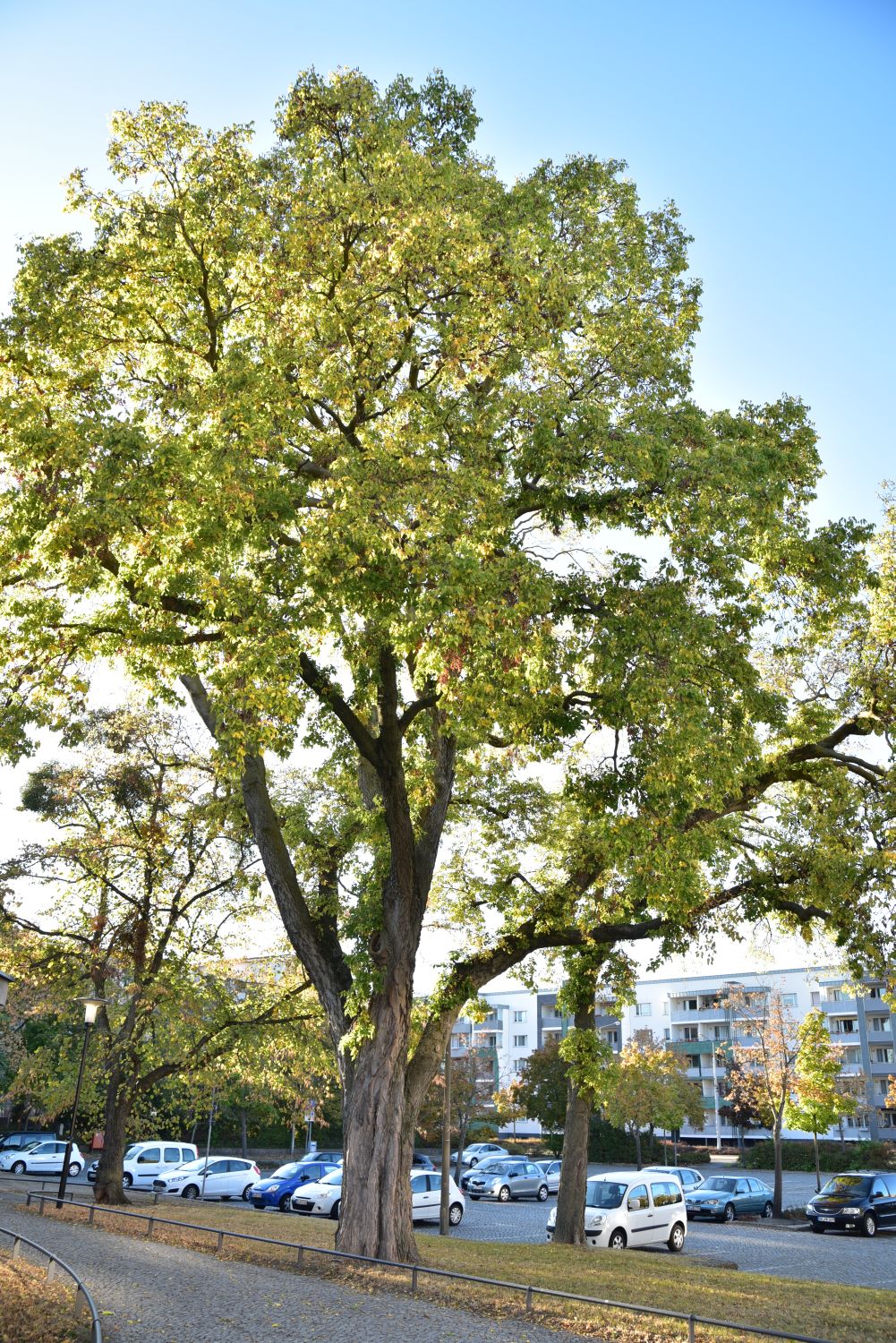 Celtis occidentalis - Dessau - 2017