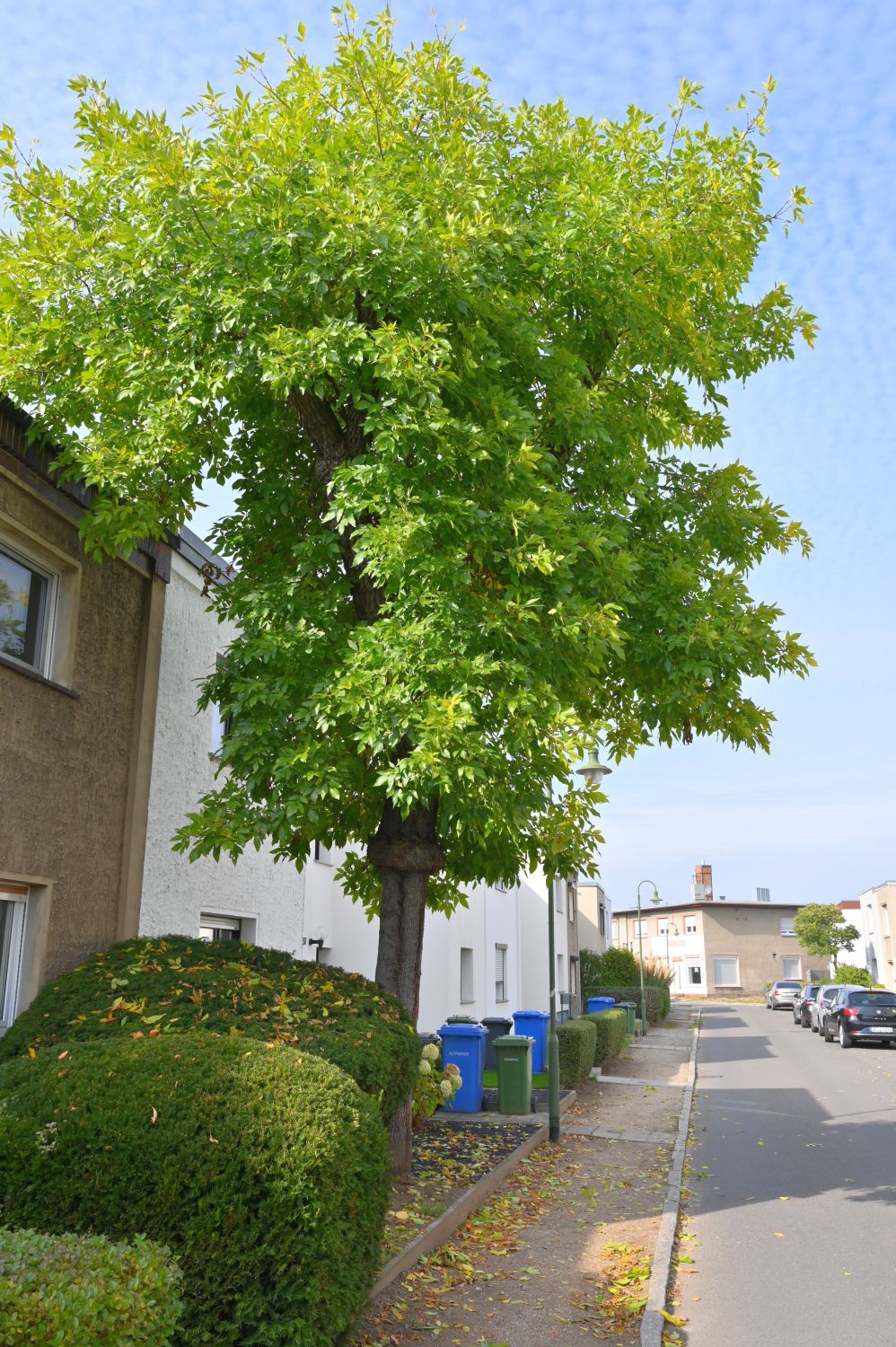Fraxinus sieboldiana - Dessau - 2020