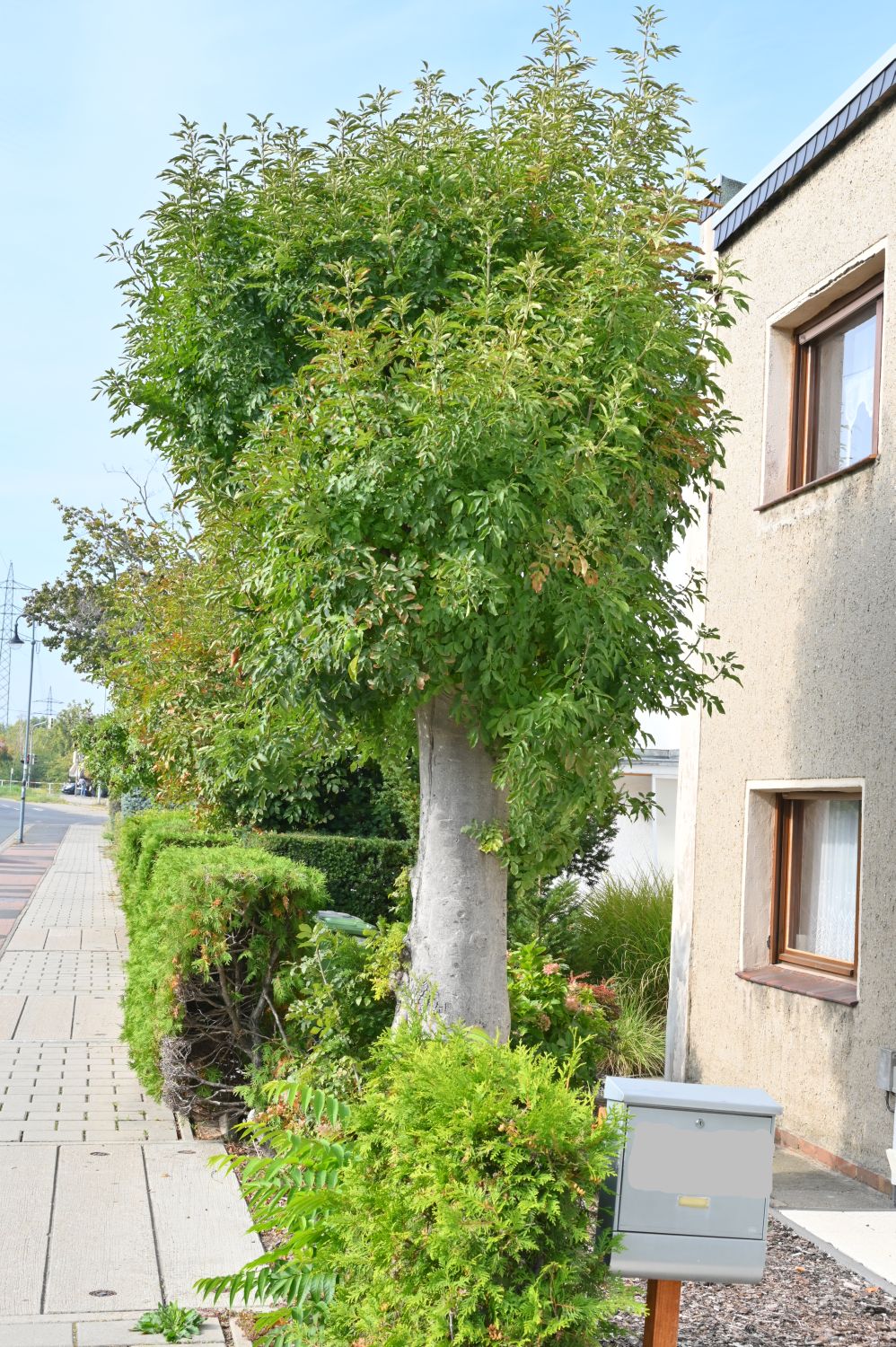 Fraxinus bungeana - Dessau - 2020