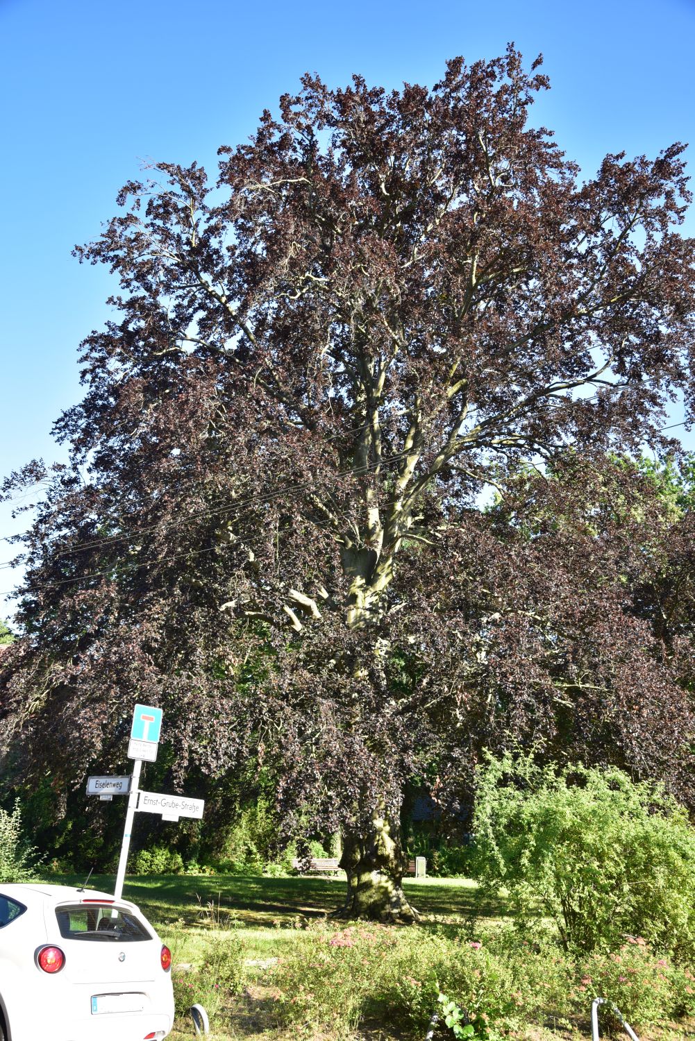Fagus sylvatica Atropurpurea Gruppe - Berlin - 2016
