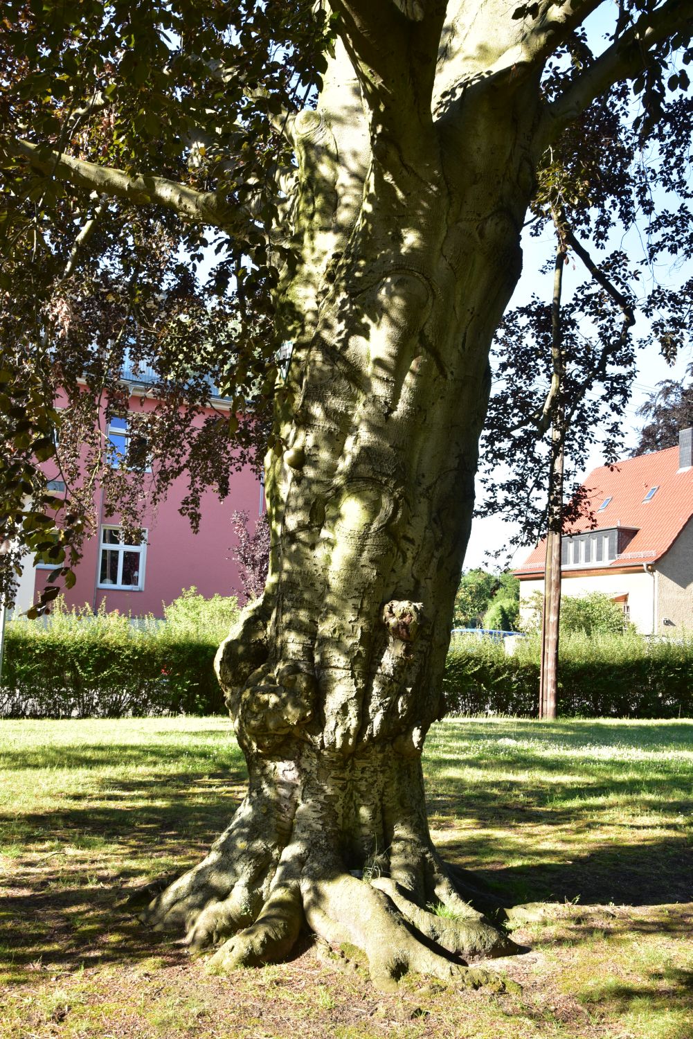 Fagus sylvatica Atropurpurea Gruppe - Berlin - 2016