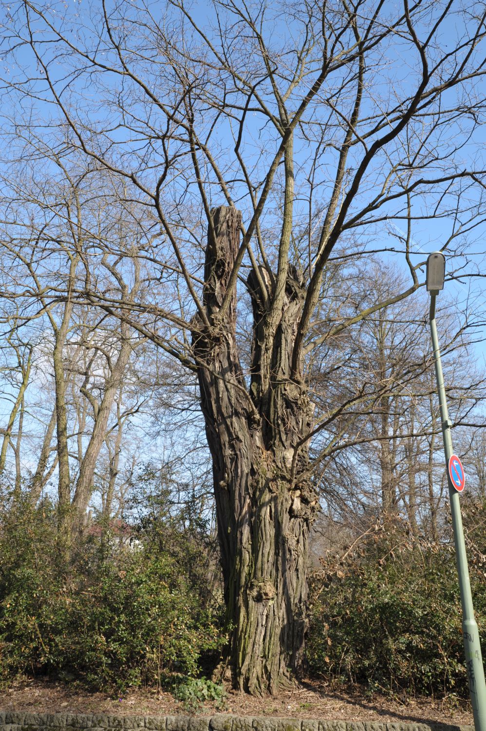 Robinia pseudoacacia - Berlin Britz - 2011