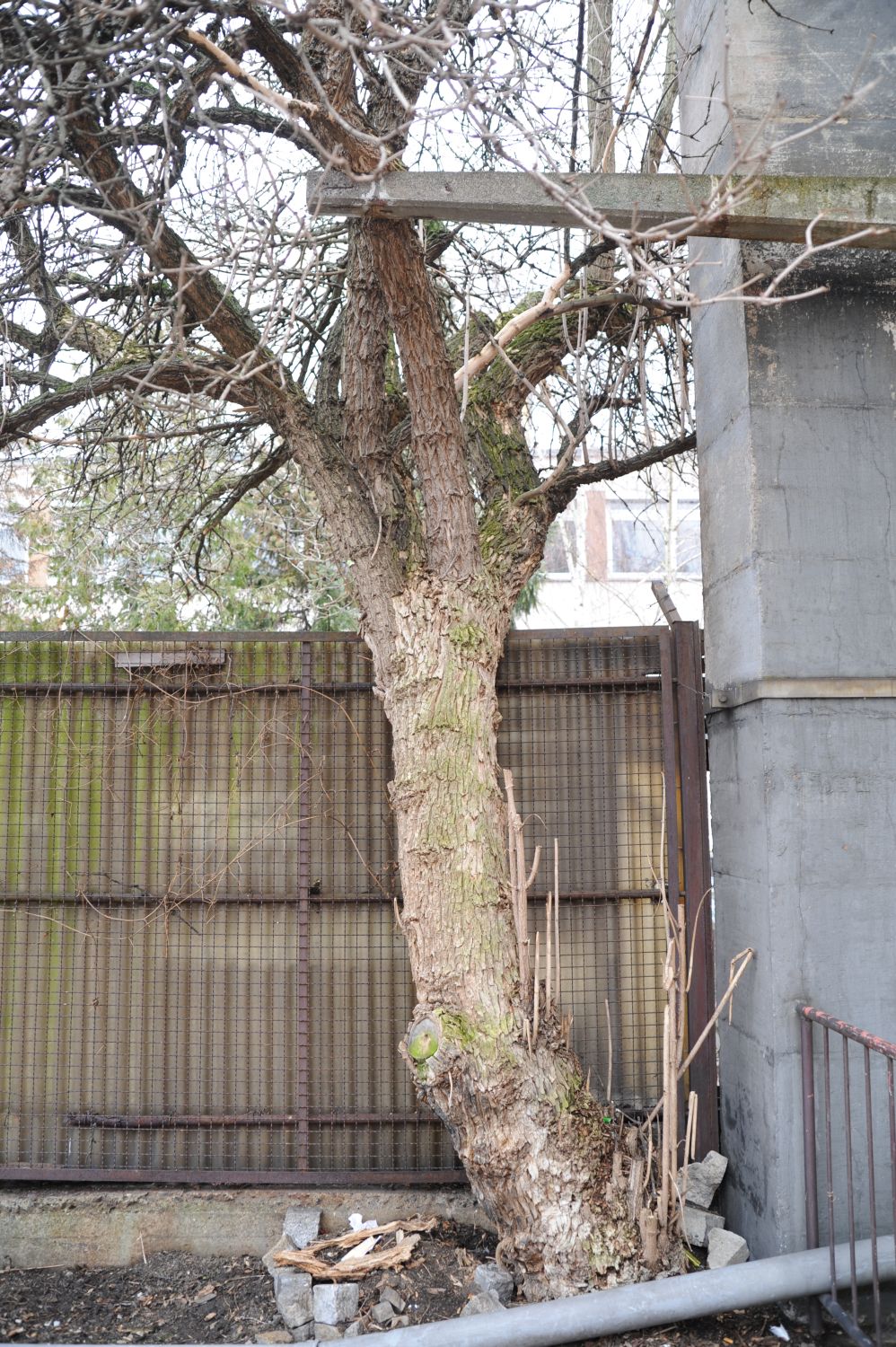 Sambucus nigra - Berlin Mitte - 2012