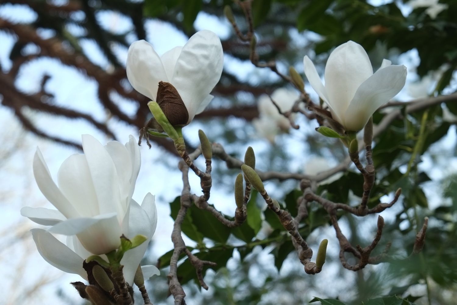 Magnolia denudata - Dresden Botanischer Garten - April 2014