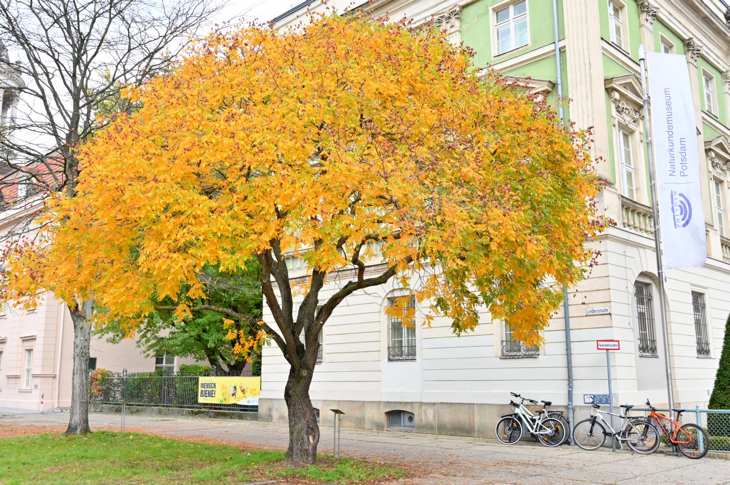 Koelreuteria paniculata - Potsdam - 2020