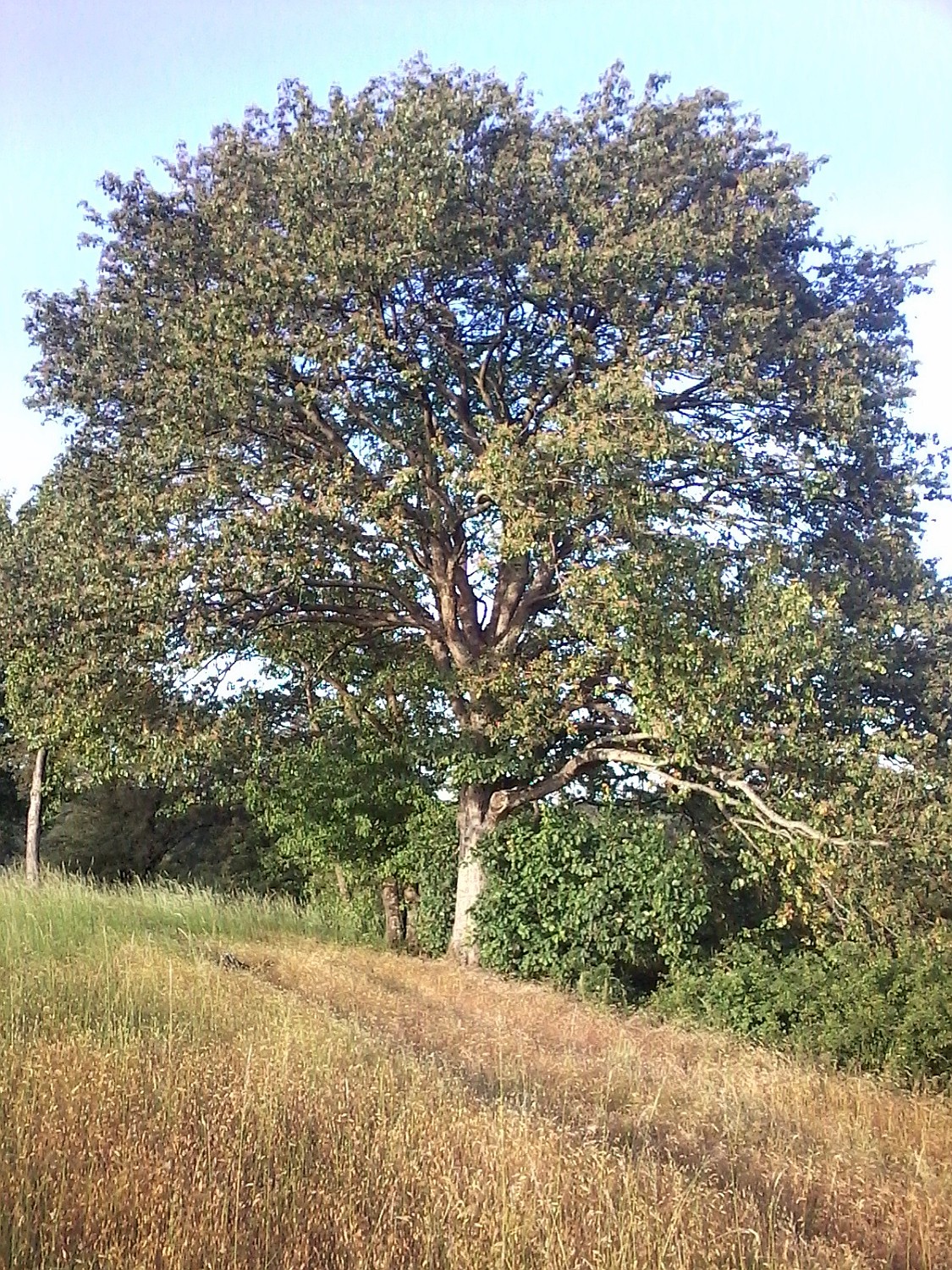 Elsbeere - Wickerode - 2020