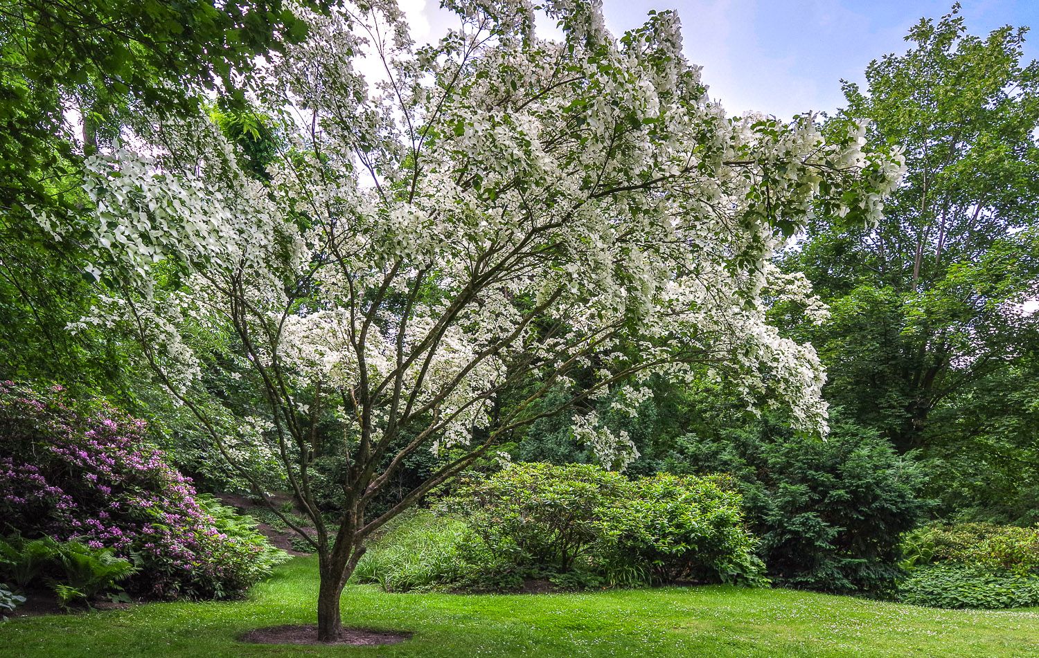 Cornus kousa - Potsdam - Juni 2020
