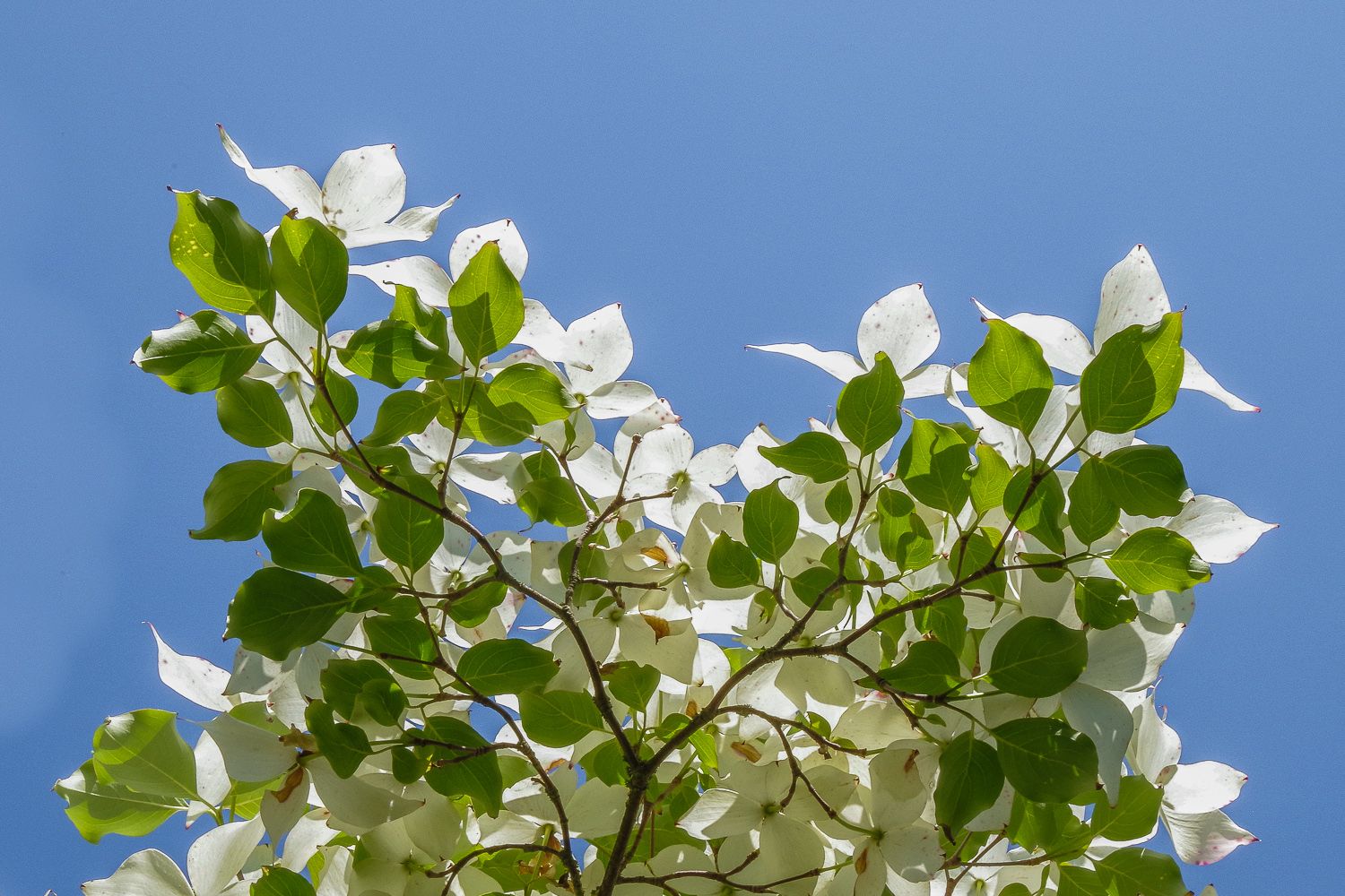 Cornus kousa - Potsdam - Juni 2020